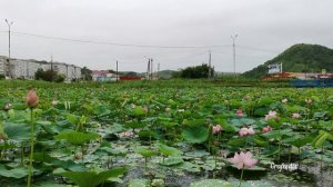 Озеро с цветущими лотосами в Славянке, Приморский край