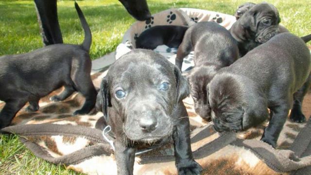 Labrador / Weimaraner ♥.♥ смотреть онлайн