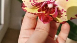 Phal. Miki Crown '16' - орхидея фаленопсис Мики Краун. Домашнее цветение