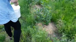 Подкисление голубики серой