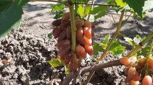 ГФ Винограда ЗЕВС (Калугин В.М.). 26.08.2023г.