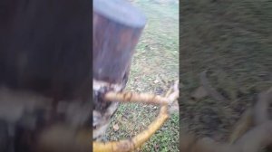 ?Бонсай из берёзы. Дерево на обрыве. Обзор.?
