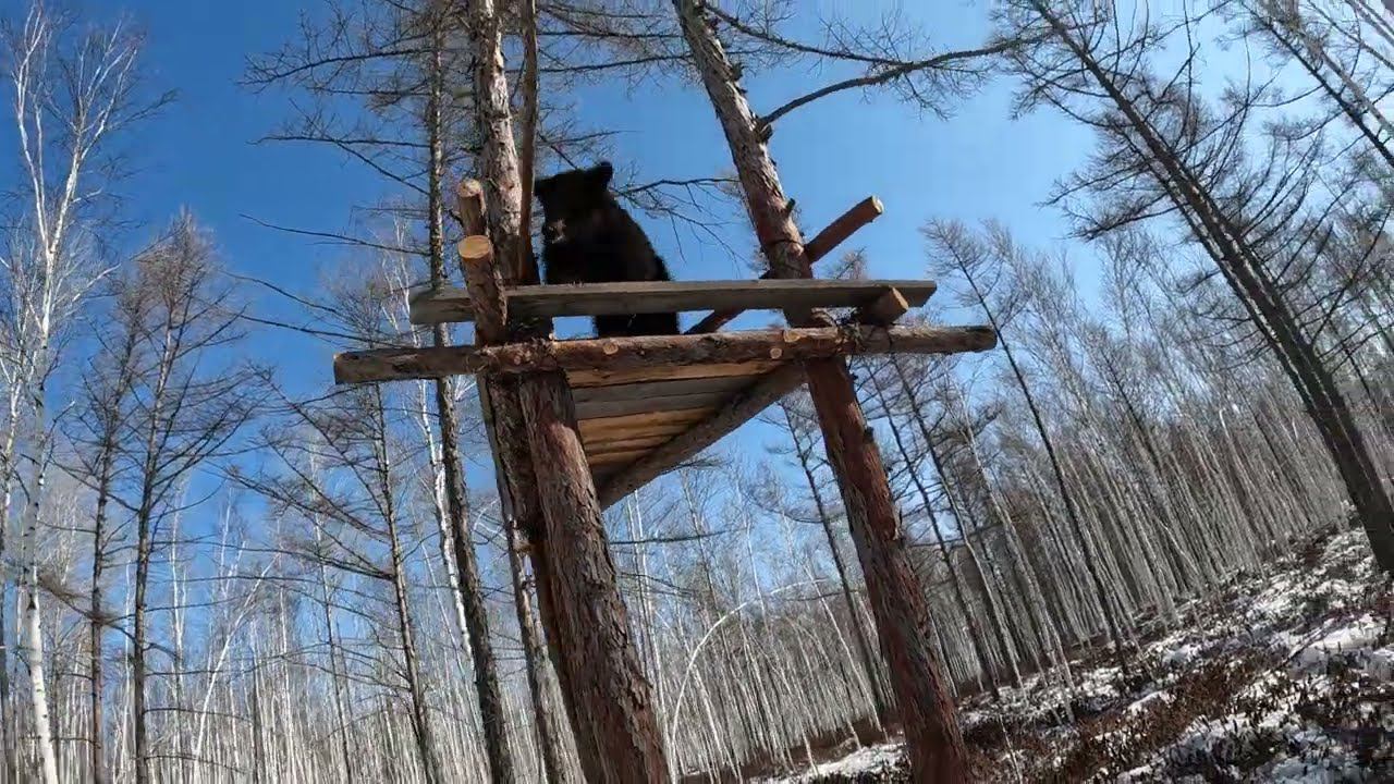 Медвежонок остался жить на деревьях.