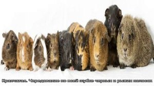 Породы и виды морских свинок