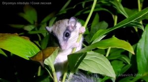 Dryomys nitedula. (Лесная Соня)