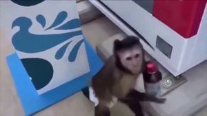 Обезьяна и автомат с напитками