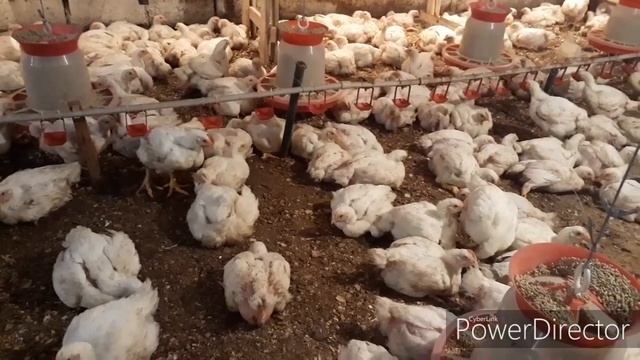 #Зимний#сарай#бройлеров#ПТИЦА#КОББ-500# смотреть онлайн