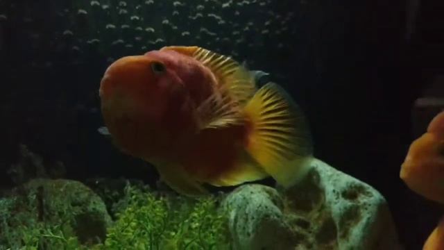 Рыбки Трехгибридный попугай смотреть онлайн