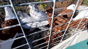 ГОЛУБИ на РЫНКЕ г.Анжеро-Судженск (часть-2)