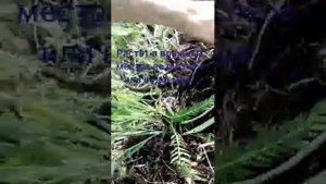 Как выглядит девясил в природе,  весной. Настой девясила. Elecampane.   Inula. Девясил.