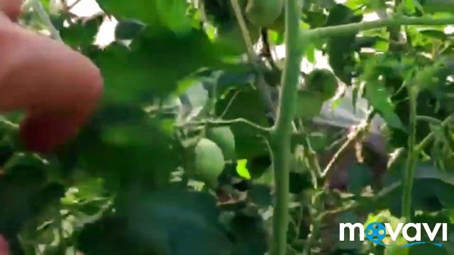 ВЫЖИВШИЕ НА УРАЛЕ 2. Обзор самых урожайных томатов. смотреть онлайн