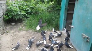 2 июня Г ДИМИТРОВО  ГОДА ИДУТ