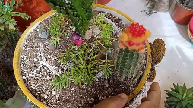 DIY Succulent Arrangement|Succulents Forest|How to make a Succulent Arrangement|Fahmida's Gardening смотреть онлайн