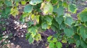 Сорт винограду "Російський Конкорд"