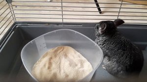 Шиншилла Шуша в песке.