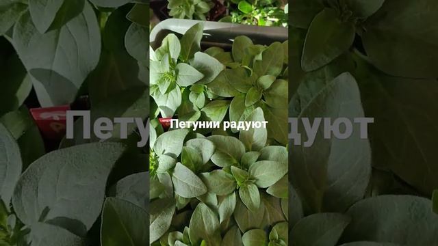 сорт петунии, грунт и руки из того места или как я уехала на неделю смотреть онлайн