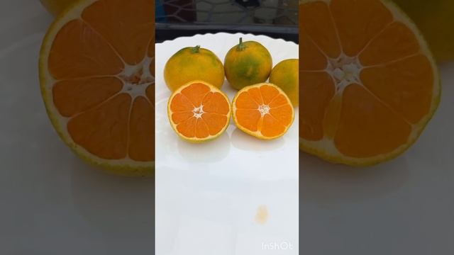 Домашний мандарин Kawano Wase. смотреть онлайн