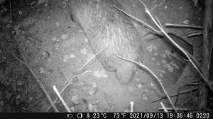 Барсучья нора 13-18.09.21