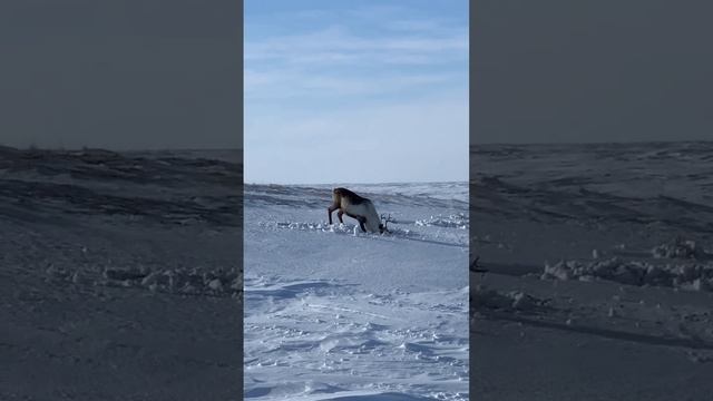 Как Северные Олени добывают ягель из под снега смотреть онлайн