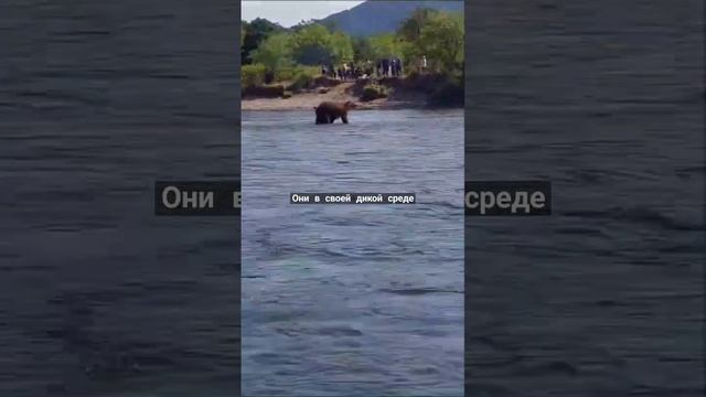 медведи пришли на рыбалку (камчатка). bears on a fishing trip.