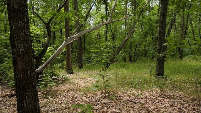 Походная аптечка: что должно быть внутри