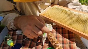 Курс Практическое Пчеловодство на пасеке в Москве. Городское пчеловодство