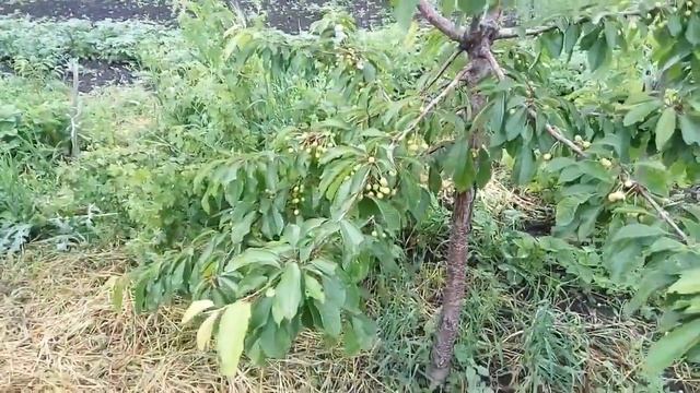 #Бизнес #идея на #выращивании вишни "Черешни".  Альтернатива выращивания клубники.