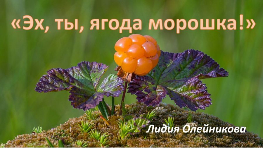 Ягоды ты звезда. Морошка ягода. Ягода Морошка песня. Морошка ягода ботаника. Цветёт ягода Морошка песня.