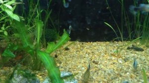 Апоногетон курчавый продолжение)