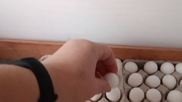 Инкубация виргинского перепела.
