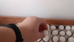 Инкубация виргинского перепела.