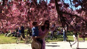 Великолепные сады сакуры в парке Со в Париже. Японский праздник Ханами ?????