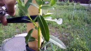 Подвязка для деревьев и кустов