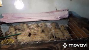 Очень удобный брудер для утят из старого кухонного шкафчика.