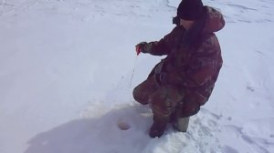 Плотва на Рыбинском водохранилище