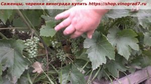 Шабреву -оплодотворение молодого куста винного винограда. Пузенко Наталья Лариасовна