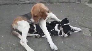 Щенки Русской пегой гончей