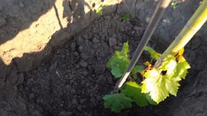 Как ускорить рост однолетнего саженца винограда? 100% рабочий способ.