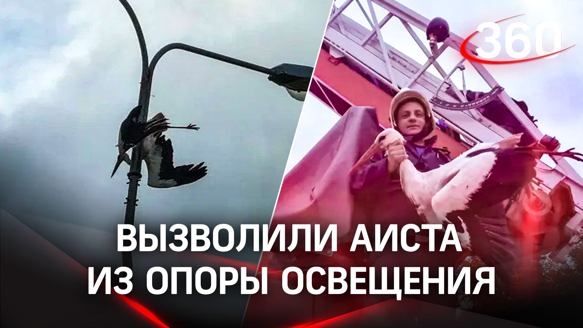 Аист врезался в фонарный столб и застрял - на помощь раненой птице пришли спасатели