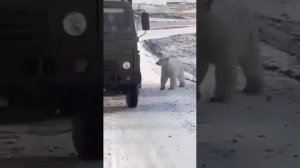 Ужас шок медведь есть человека