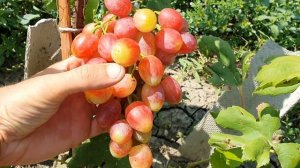 Виноград Басанти на молодом саженце 2021