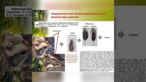 Песня овсянки ремеза в яру. 19.03.22.