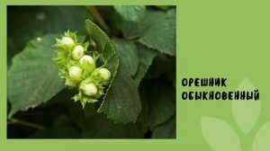 Виды листьев деревьев