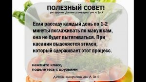 Дачные хитрости огородника