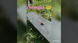 #природа #лягушка