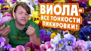 #ВИОЛА - ВСЕ ТОНКОСТИ ПИКИРОВКИ! Правила #пикировки виолы