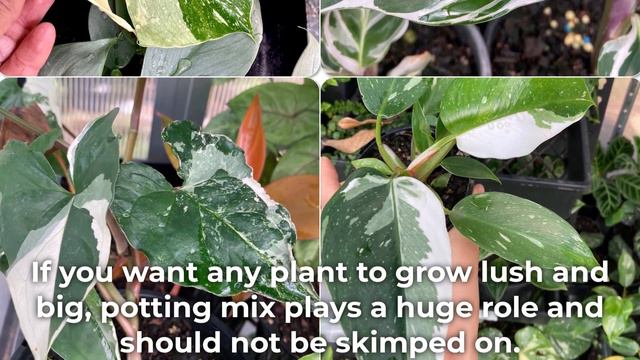 Why Do Succulents Stop Growing? смотреть онлайн