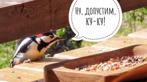 Колония дятлов в Совином доле: а что сегодня на обед к кофи?