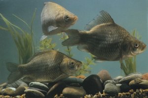 РЫБАЛКА НА КАРАСЯ И САЗАНА РЫБАЛКА НА ДОНКУ.mp4