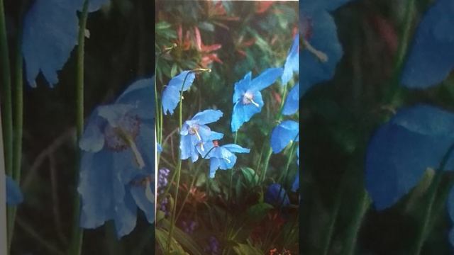 Меканопсис Голубой гималайский Мак смотреть онлайн